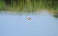 Great Crested Grebe (Podiceps cristatus)